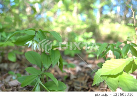 春の新緑の森に咲く、チゴユリの花 125603310