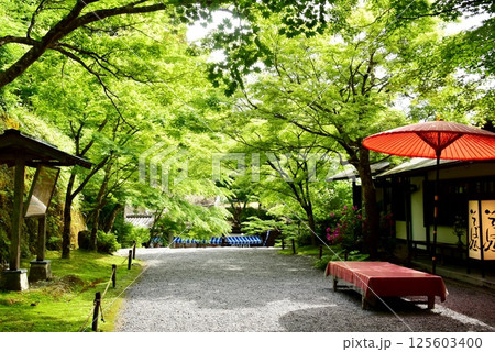 京都市　大原三千院御殿門前参道（大原女の小径）と新緑と茶店と野点傘 125603400