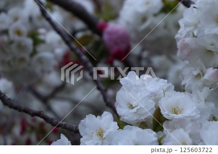 大阪市　大阪府　桜　四季　旅行　インバウンド　4月　春　お花見　宴会　桜の通り抜け　無料 125603722