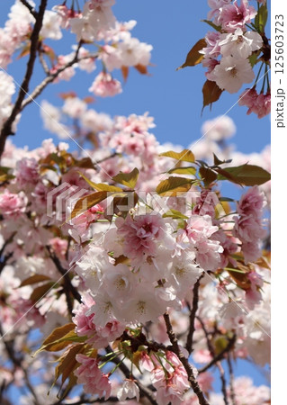 大阪市 大阪府 桜 四季 旅行 インバウンド 4月 春 お花見 宴会 桜の通り抜け 無料 大阪市 大阪府 桜 四季 旅行 インバウンド 4月 春 お花見 宴会 桜の通り抜け 無料 125603723