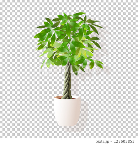 影付きのパキラのベクターイラスト 125603853