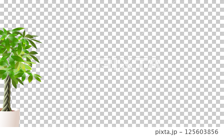 Pachira with transparent background and no shadow, left-justified, copy space available Pachira with transparent background and no shadow, left-justified, copy space available 125603856