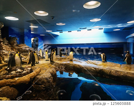 水槽のペンギンの群れ 2017海響館 125603888