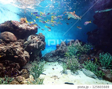 水中の珊瑚と魚たち 2017海響館 125603889