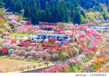 【満開】花桃の里【長野県】 125604065