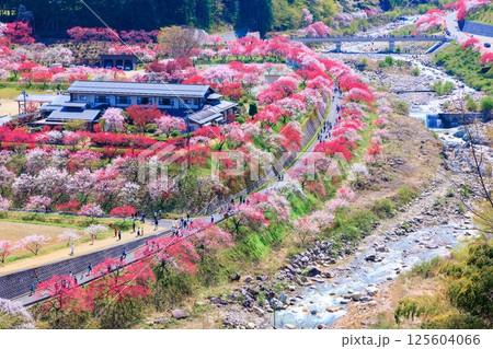 【満開】花桃の里【長野県】 【満開】花桃の里【長野県】 125604066