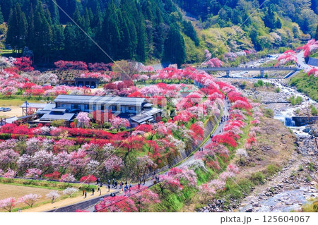 【満開】花桃の里【長野県】 125604067