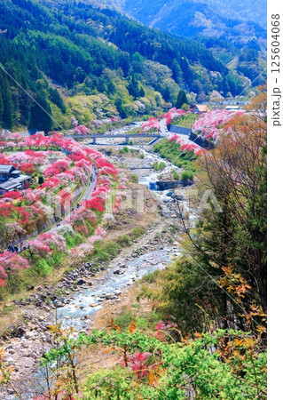 【満開】花桃の里【長野県】 125604068