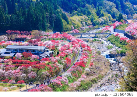 【満開】花桃の里【長野県】 125604069