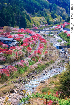 【満開】花桃の里【長野県】 125604071