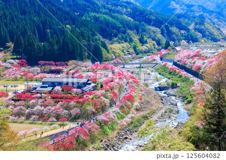 【満開】花桃の里【長野県】 【満開】花桃の里【長野県】 125604082