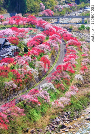 【満開】花桃の里【長野県】 125604083