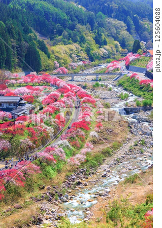 【満開】花桃の里【長野県】 125604088