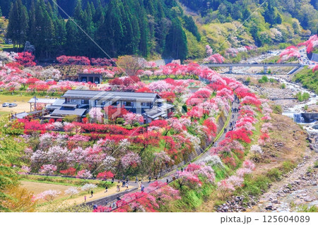 【満開】花桃の里【長野県】 【満開】花桃の里【長野県】 125604089