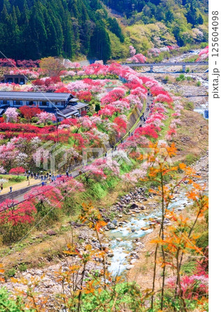 【満開】花桃の里【長野県】 【満開】花桃の里【長野県】 125604098