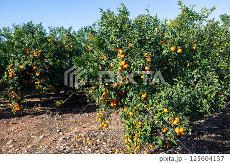 Orange ripe tangerine fruits hanging on tree, new harvest in orchard or on farm on sunny day Orange ripe tangerine fruits hanging on tree, new harvest in orchard or on farm on sunny day 125604137