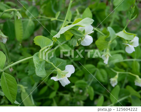インゲン豆の花 インゲン豆の花 125604222