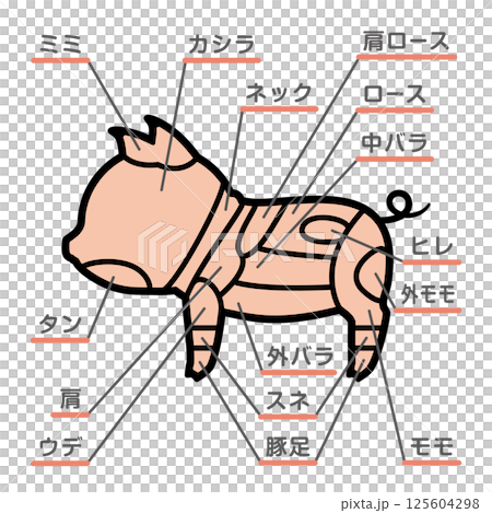 豬肉部位插圖及文字 豬肉部位插圖及文字 125604298