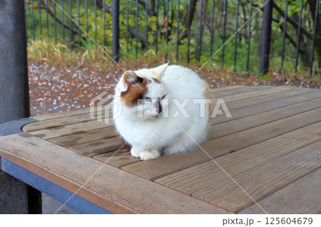 雨の日 東屋でうずくまる猫 雨の日 東屋でうずくまる猫 125604679
