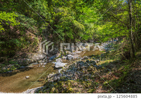 京都の清流　清滝川　京都市右京区 125604885