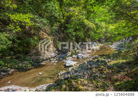 京都の清流 清滝川 京都市右京区 京都の清流 清滝川 京都市右京区 125604886