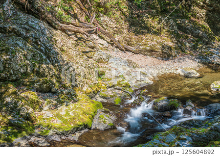 京都の清流 清滝川 京都市右京区 京都の清流 清滝川 京都市右京区 125604892