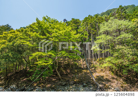 清滝川沿いの新緑の山林風景 京都市右京区 清滝川沿いの新緑の山林風景 京都市右京区 125604898
