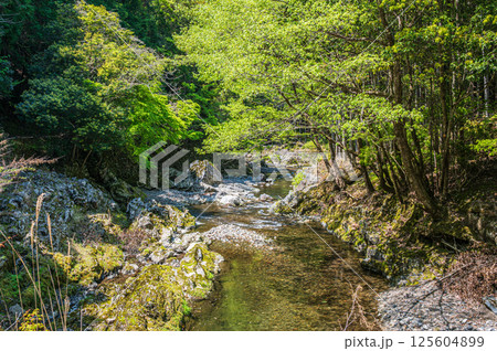 京都の清流 清滝川 京都市右京区 京都の清流 清滝川 京都市右京区 125604899