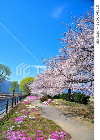 《長野県》春の安曇野市 拾ヶ堰・じてんしゃひろば 《長野県》春の安曇野市 拾ヶ堰・じてんしゃひろば 125604910