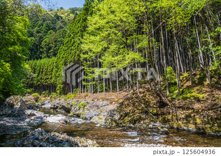 京都の清流　清滝川　京都市右京区 125604936