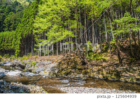 京都の清流　清滝川　京都市右京区 125604939
