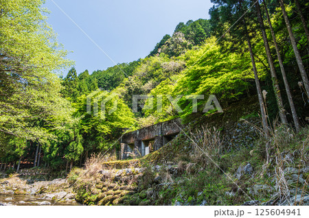 新緑の清滝川沿いの山林風景　京都市右京区 125604941