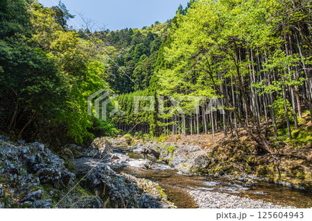京都の清流　清滝川　京都市右京区 125604943