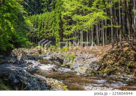京都の清流　清滝川　京都市右京区 125604944