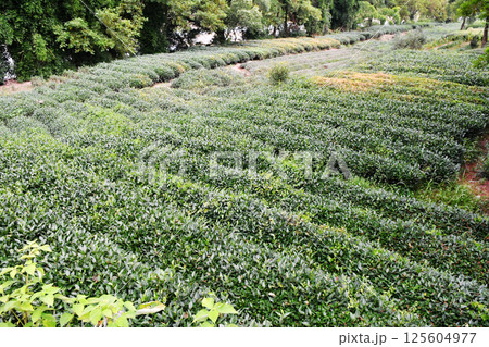 traditional tea gardens in southern China 125604977