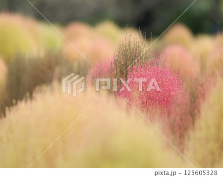 赤く色づき始めたコキア 125605328