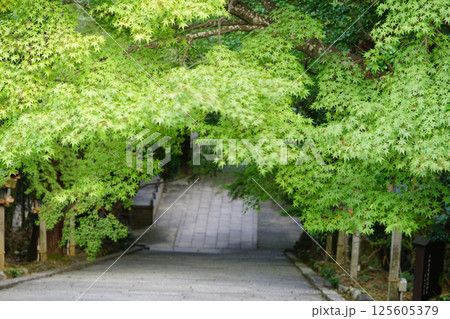 京都嵐山の寺院の境内の晩夏のもみじ 125605379