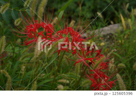 京都の寺院の境内に咲く赤い彼岸花 125605396