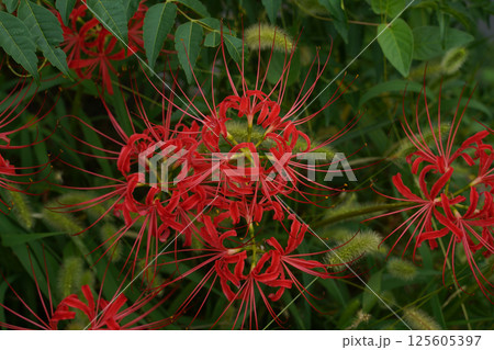 京都の寺院の境内に咲く赤い彼岸花 125605397