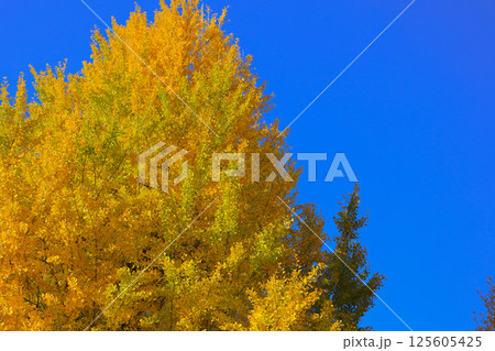 Bright Autumn Trees with Golden Leaves, Tokyo Dec 7 2024 Bright Autumn Trees with Golden Leaves, Tokyo Dec 7 2024 125605425
