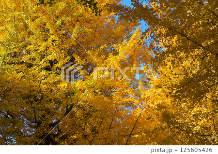 Bright Autumn Trees with Golden Leaves, Tokyo Dec 7 2024 Bright Autumn Trees with Golden Leaves, Tokyo Dec 7 2024 125605426