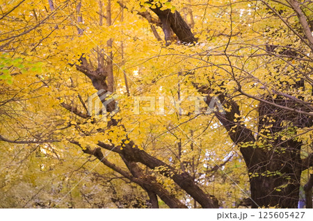 Bright Autumn Trees with Golden Leaves, Tokyo Dec 7 2024 Bright Autumn Trees with Golden Leaves, Tokyo Dec 7 2024 125605427