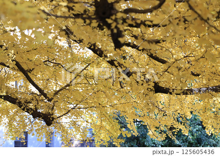 Ginkgo Tree Leaves Glowing in a Soft Autumn Evening Light, Tokyo Dec 7 2024 Ginkgo Tree Leaves Glowing in a Soft Autumn Evening Light, Tokyo Dec 7 2024 125605436