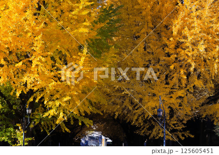 a Prestigious University of Tokyo Campus Japan Dec 7 2024 a Prestigious University of Tokyo Campus Japan Dec 7 2024 125605451