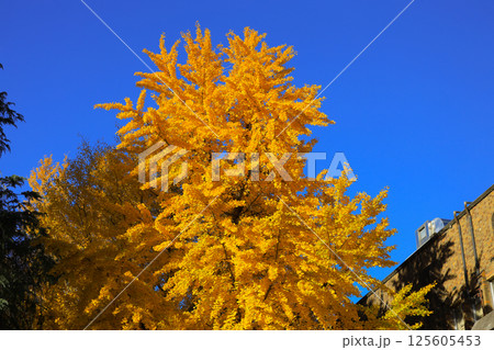 Bright Autumn Trees with Golden Leaves, Tokyo Dec 7 2024 125605453