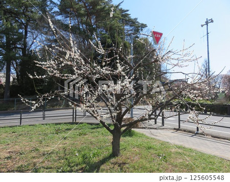 梅のある公園 梅のある公園 125605548