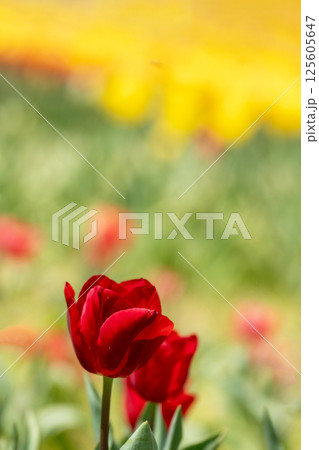 満開のチューリップの花のクローズアップ 満開のチューリップの花のクローズアップ 125605647