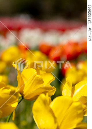 満開のチューリップの花のクローズアップ 満開のチューリップの花のクローズアップ 125605663