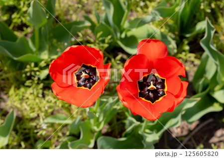 チューリップ畑 125605820