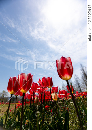 満開のチューリップと青空のコピースペース 満開のチューリップと青空のコピースペース 125605998